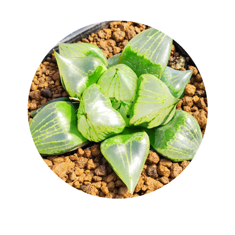 H52 Haworthia «urahannya», редкие суккуленты, живое растение, 3,5 дюймов, горшок, натуральные суккуленты, комнатное растение, бонсай