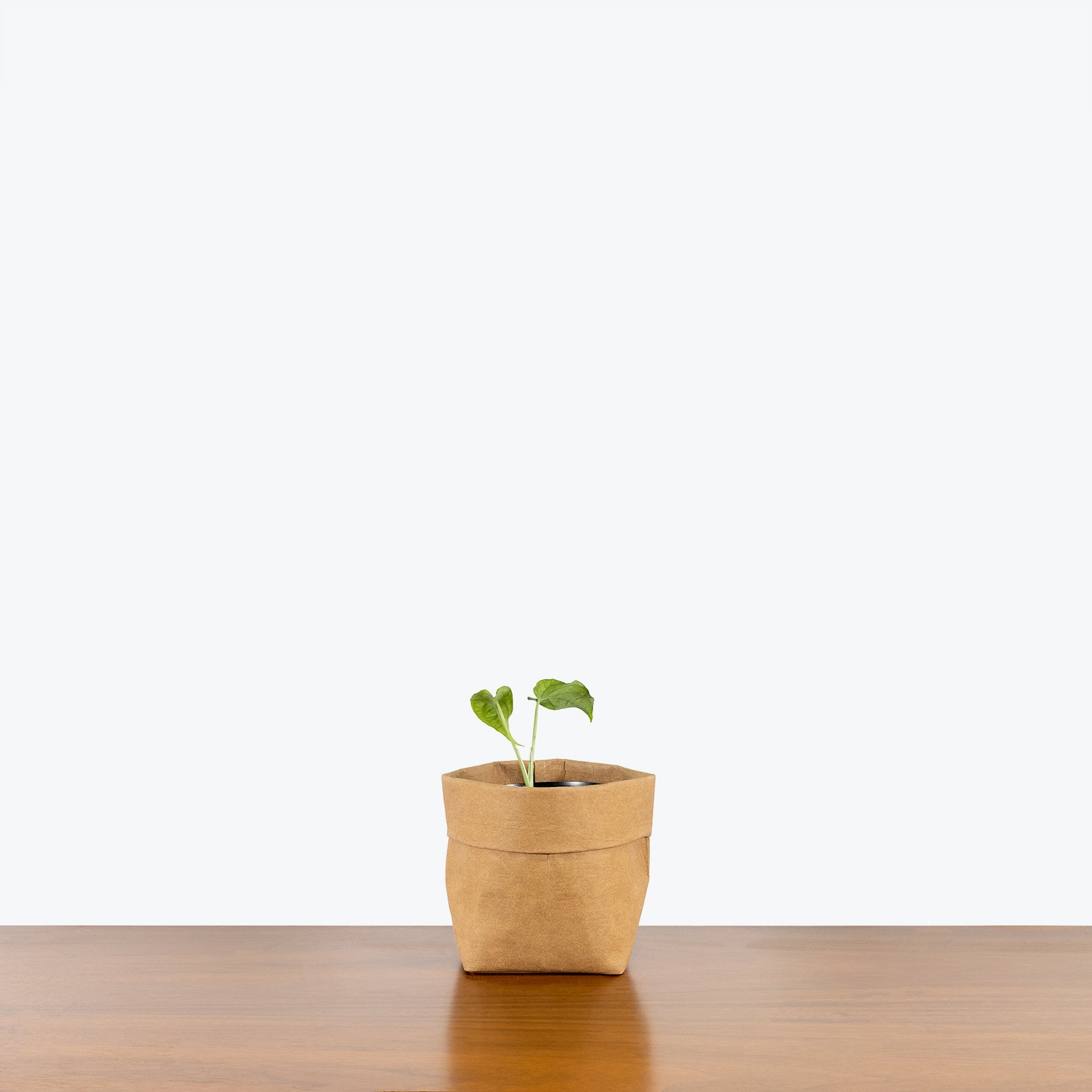 Wholesale Plant farm indoor Medium Natural tropic plants Monstera Siltepecana or Silver Monstera