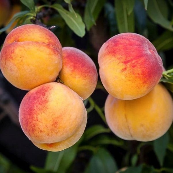 Консервированный персик, консервированный желтый персик от Fresh Crop UK Origin
