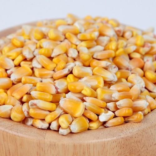 98% Purity Yelow Corn