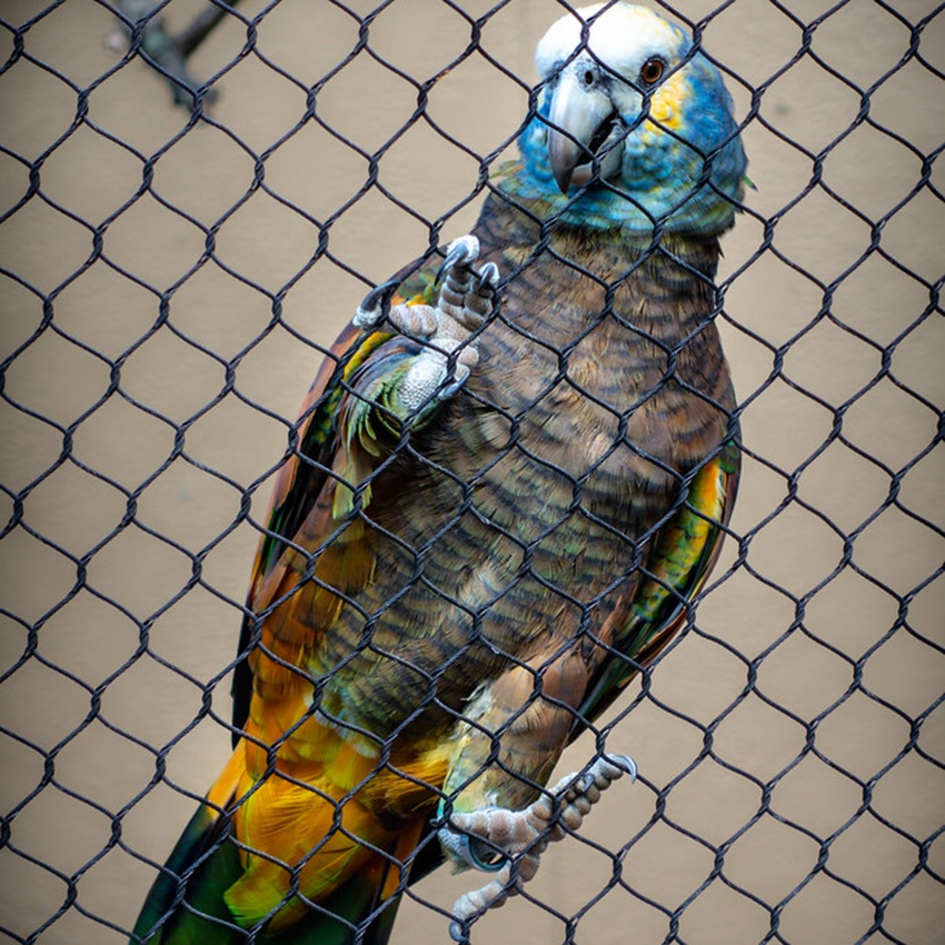 Воздушная проволочная сетка Macaw/сетчатые панели для птичьих птиц/сетка для вольера из нержавеющей стали