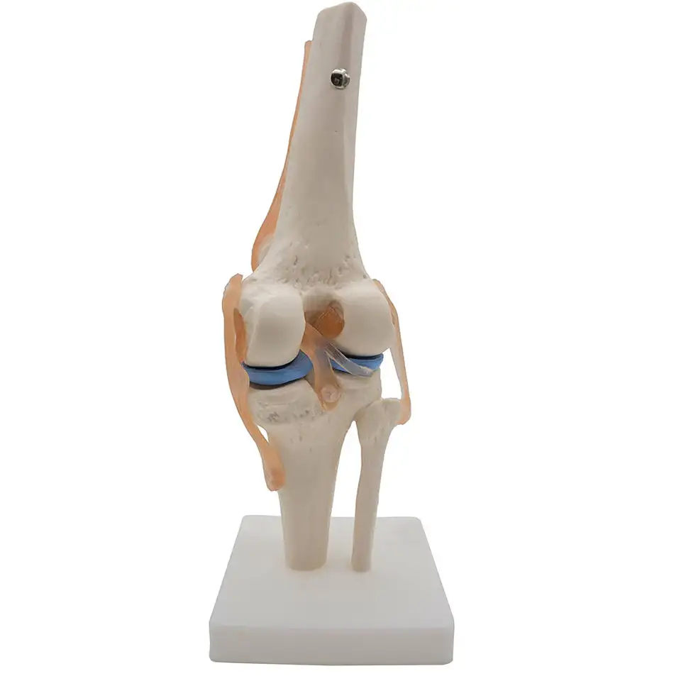 Factory WholesaleLife Size Flexible Human Knee Model Skeleton Anatomy Medical Science Anatomical Model