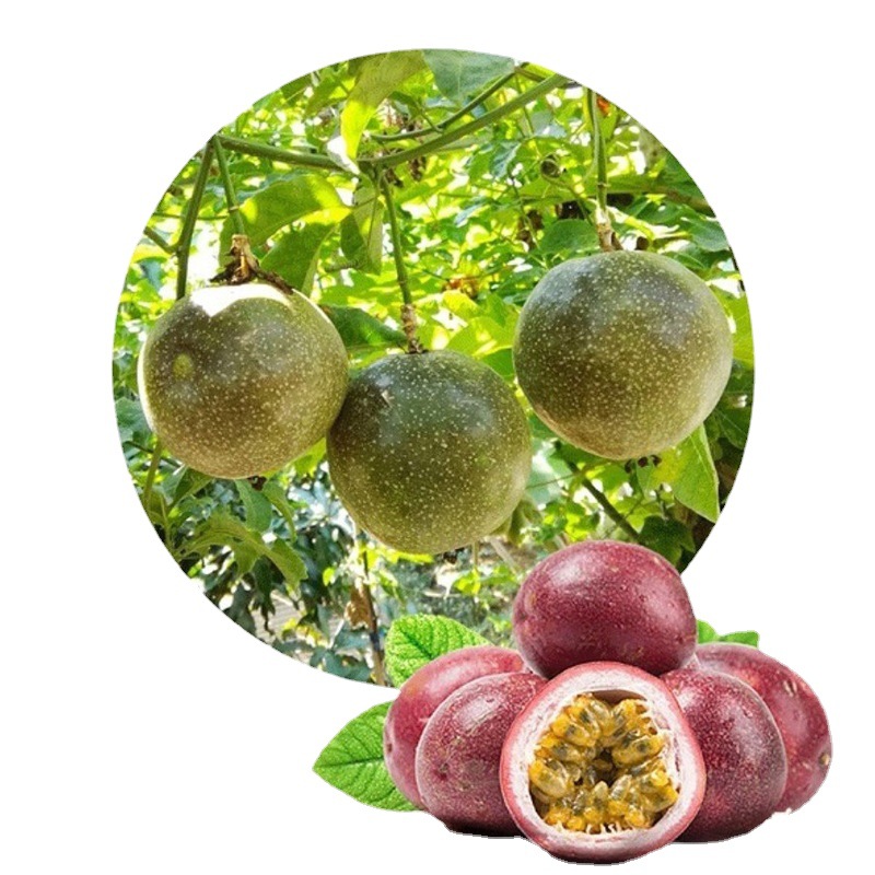 Хит продаж, здоровая хрустящая замороженная клубника