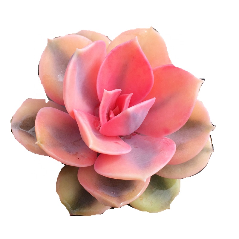 Оптовая торговля Echeveria Радуга низкая цена красивые декоративные живые растения настоящие сочные бонсай