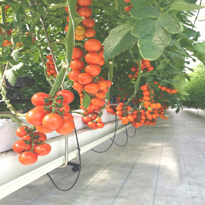 Agriculture Single-span Plastic Tomato Greenhouse