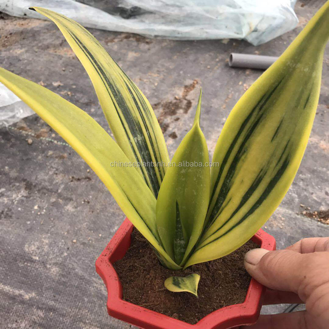 Все типы sansevieria для оптовой продажи sansevieria, sansevieria, превосходное змеевидное растение