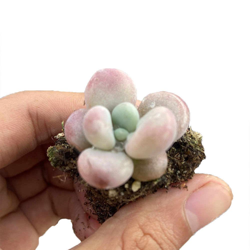 Высококачественные розовые живые растения About4cm, маленькие суккуленты, горшки для декоративных бонсай