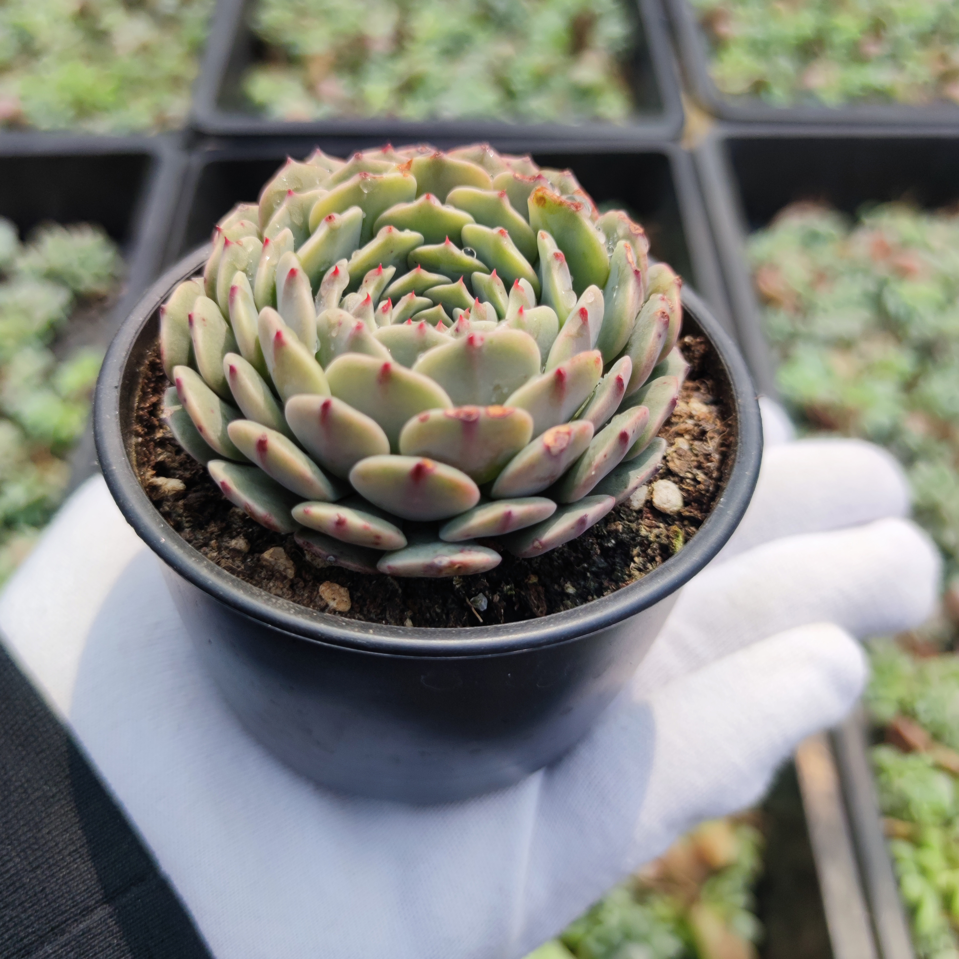 Прямая продажа, высокое качество, оптовая продажа, живые суккуленты echeveria для украшения помещений