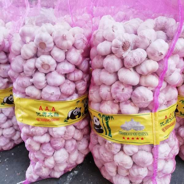 Sinofarm supply egyptian export prices of garlic/packing bag garlic malla morada para ajo para republica dominicana