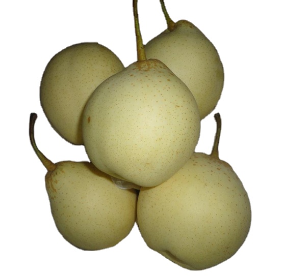 Fresh Juicy Ya Pear