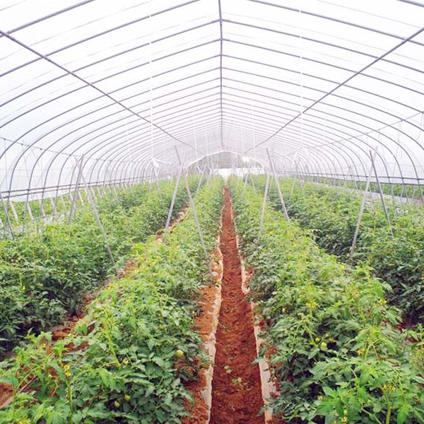 Green House Green Single-span Greenhouse For Vegetables Low Cost 8x30m Green House Frame