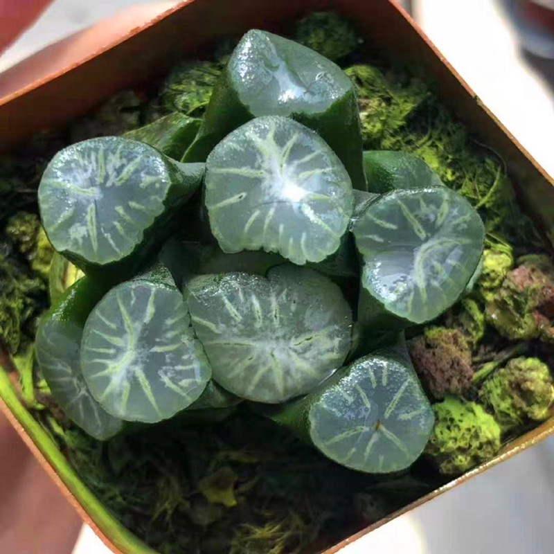 Натуральные Редкие горячие продажи, мини-суккуленты Haworthia maughanii