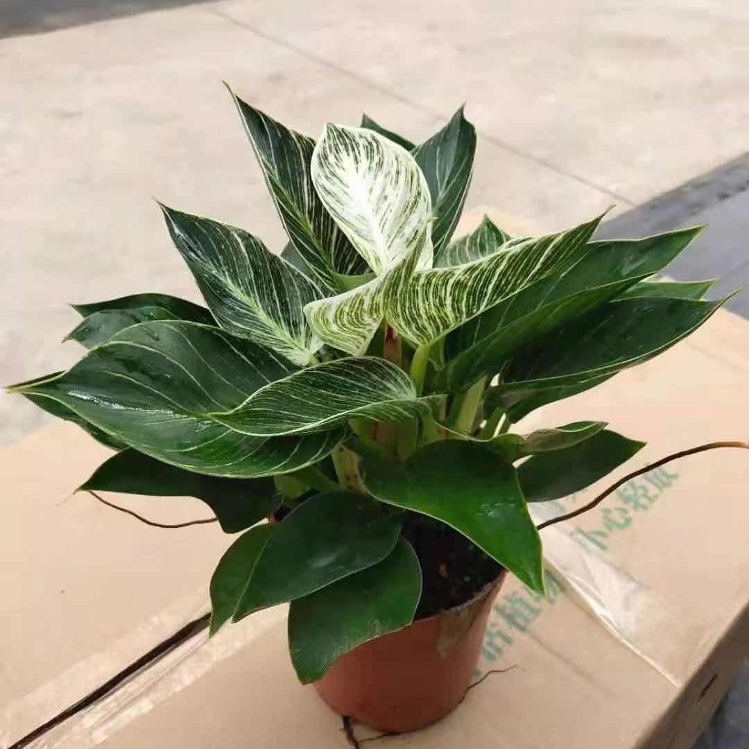Живое растение Philodendron Birkin оптом