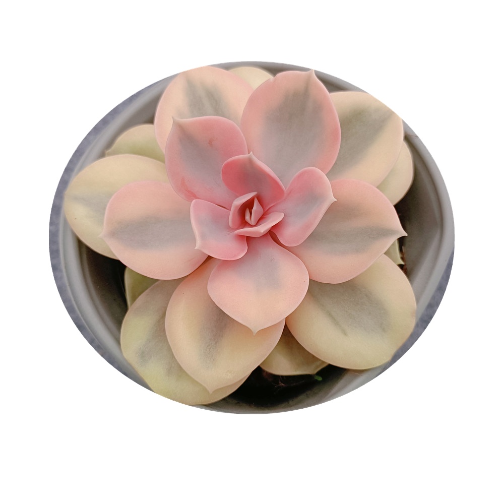 W541 Echeveria радужные разноцветные натуральные растения, натуральные суккуленты, Корея, суккуленты, бонсай, комнатное растение, древесное растение