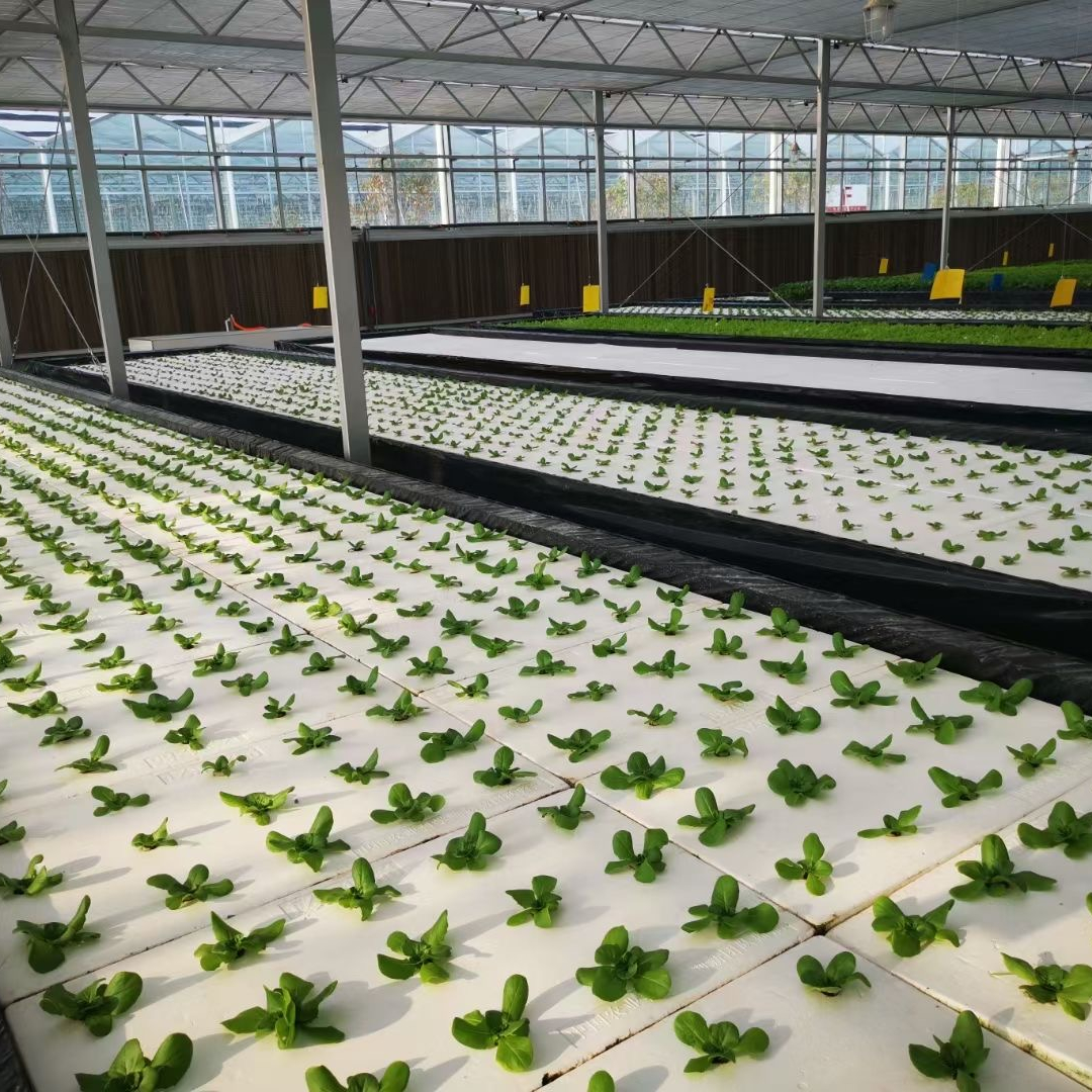 Hot Sale Hydroponic Grow Systems Hydroponic Grow Bed Floating Raft Systems Deep Water Culture