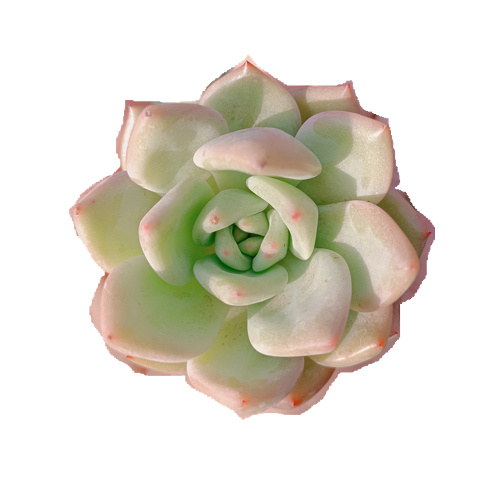 004 Echeveria розовое шампанское комнатное декоративное растение-суккуленты древесное растение натуральное растение Variegata оптовая продажа живых помещений