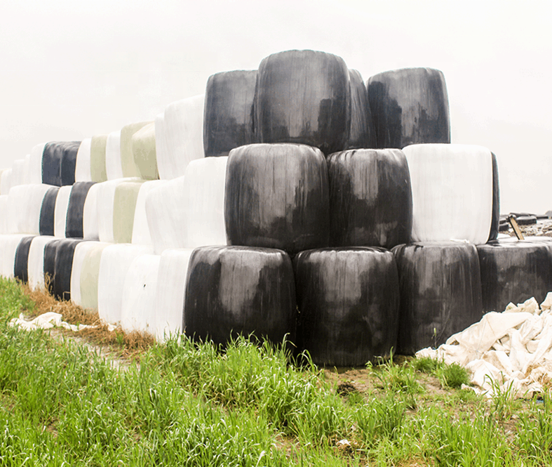 Fresh Product A grade Corn Silage bales With Best Packaging Bags Animal Feed Corn Silage