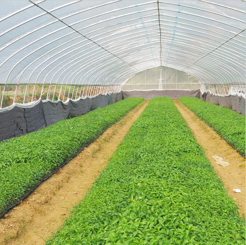 Hangmei Economic single span greenhouse poly tunnel invernadero smart greenhouse for sale