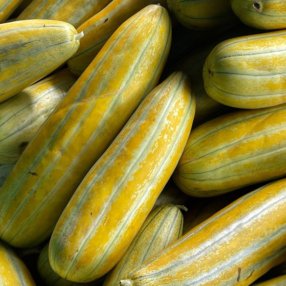 Top Sale Products In Bulk Fresh Honeydew Cobra Melon Premium Grade ISO Certification Capsule Shape