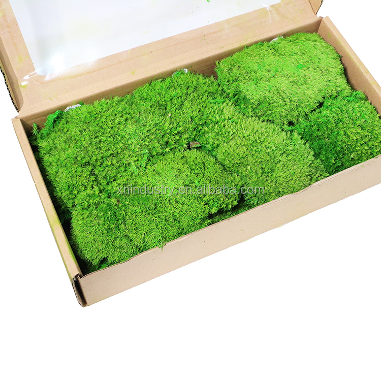 High quality Eternal wholesale wall decor Iceland preserved natural pole moss