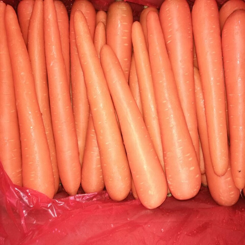 Fresh Carrot crops very suitable price from Bangladesh
