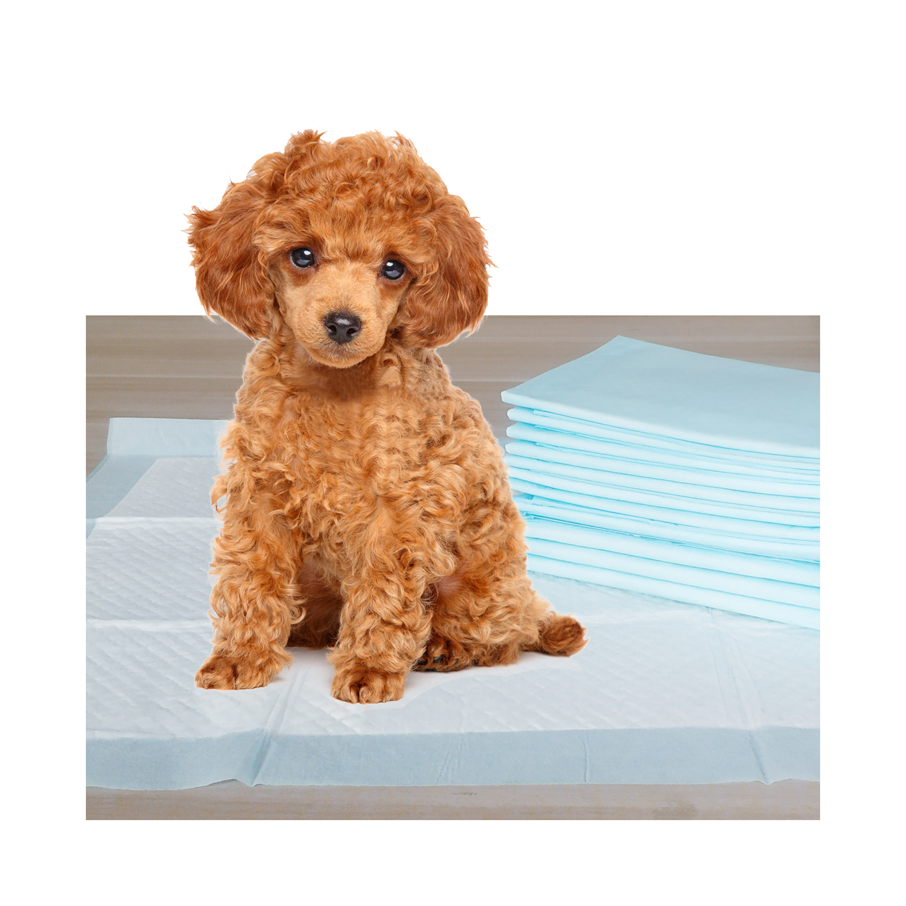 Petfine Manufacturer Outdoor Indoor Super Absorption Disposable Dog Pee Pet Training Pad
