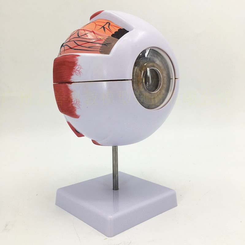 Модель 3d анатомическая человеческого глаза для школы, модель глазного яблока и орбитальной сосудистой нервной системы