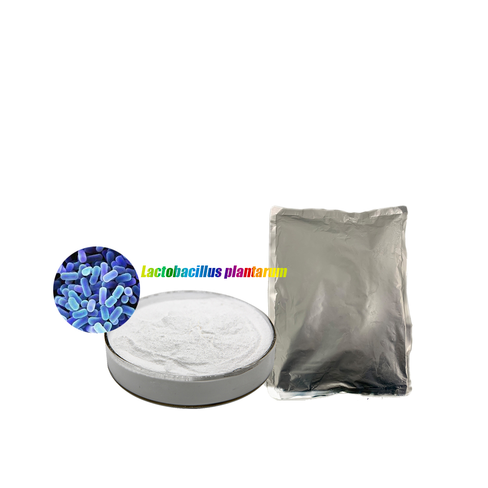 Food grade Freeze dried probiotics powder of Lactobacillus plantarum for shrimp probiotic and fish probiotic