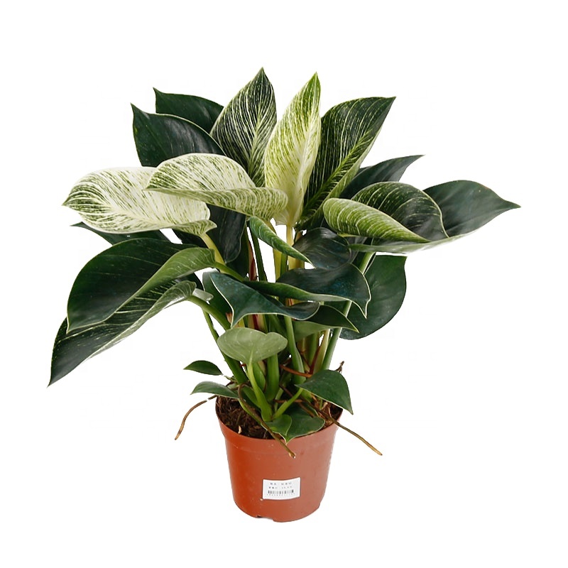 Оптовая продажа, натуральный план philodendron, живые растения для украшения