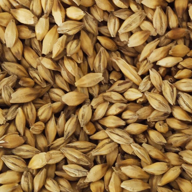 Argenitine Feed Barley
