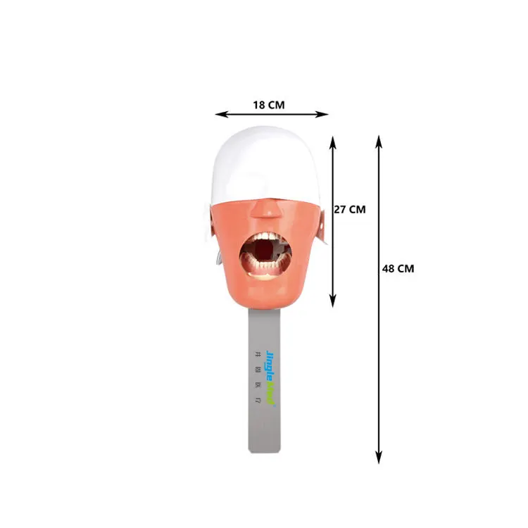Стоматологическая модель челюсти головы Обучающие ресурсы стоматологический симулятор манекен