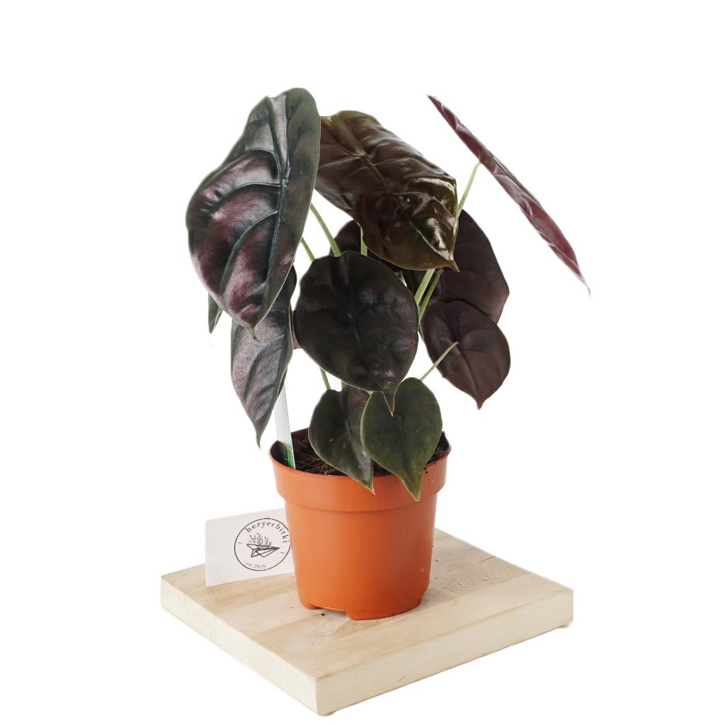 Лидер продаж, редкие тропические растения Alocasia Red Secret для украшения помещений, оптом