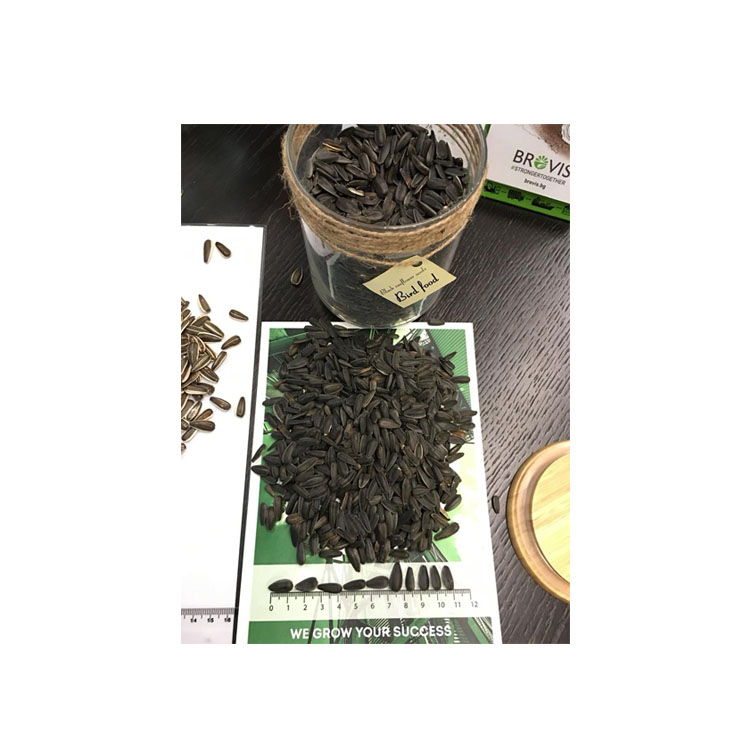 Cheap Price High Quality New Crop Black Sunflower Seeds Human Consumption or Birds food Bulgarian Origin Wholesale Packaging