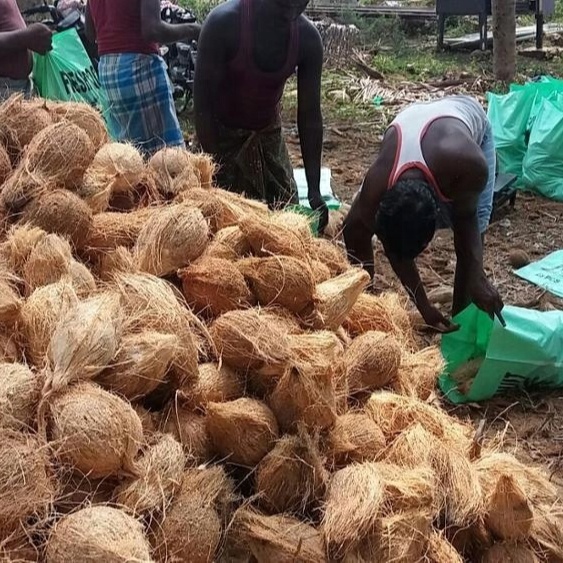 SEMI HUSKED FRESH MATURED INDIAN COCONUT