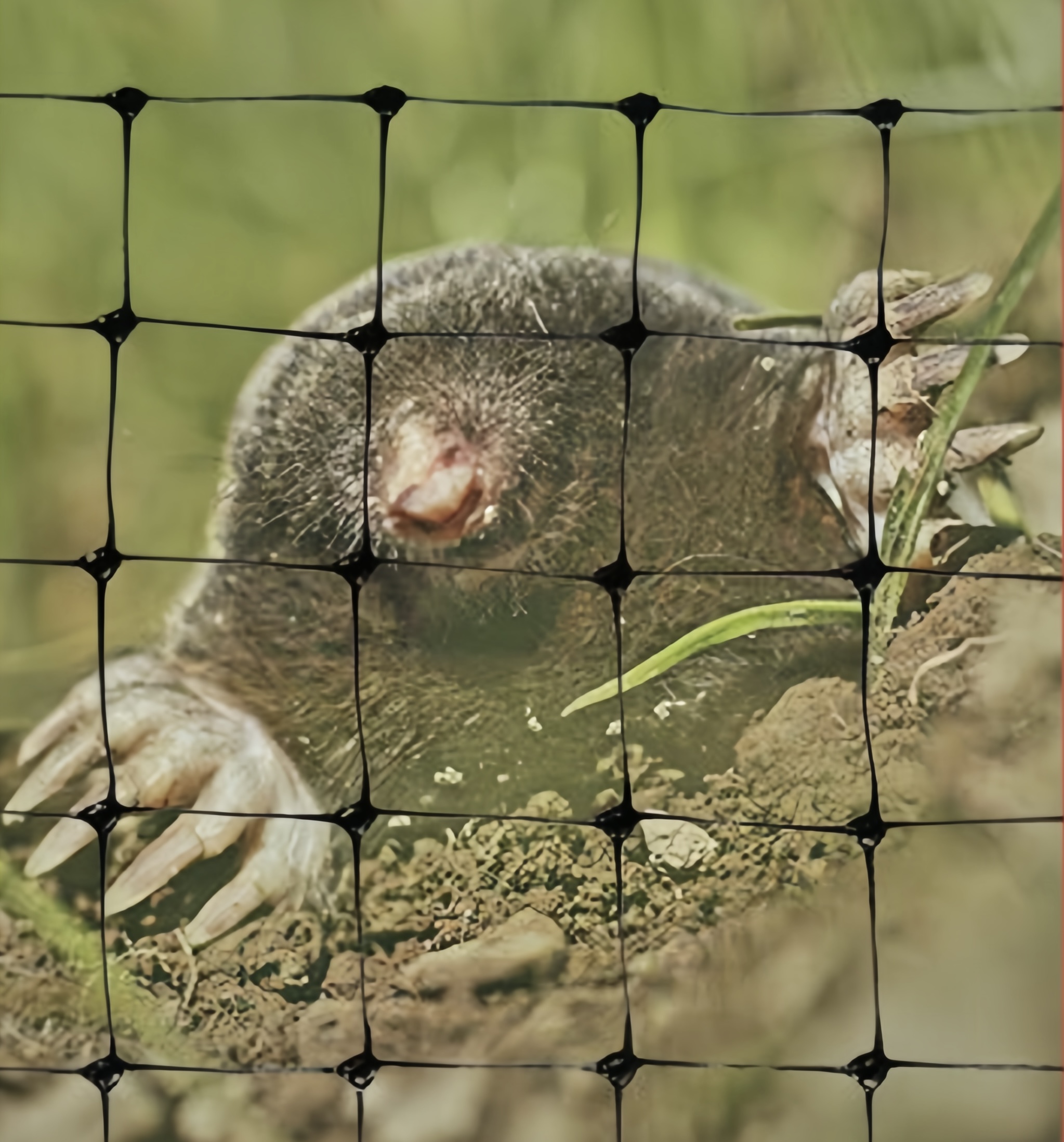 Anti Mole Netting Plastic deer fence netting Garden netting plastic netting