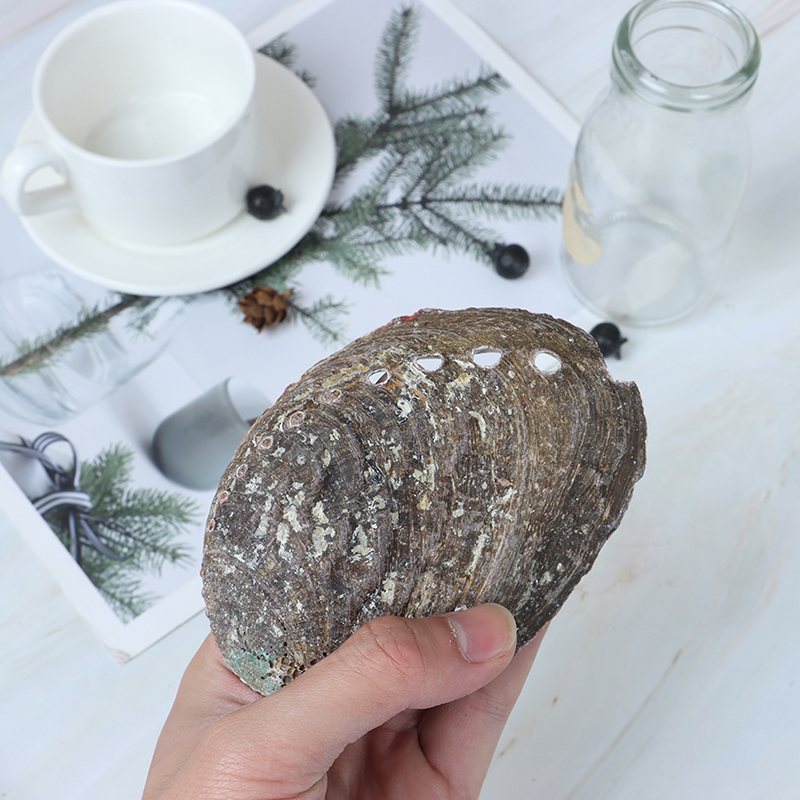 CELION Factory прямая продажа отрицательной энергии Комплект для размазывания abalone shells оптом в наличии