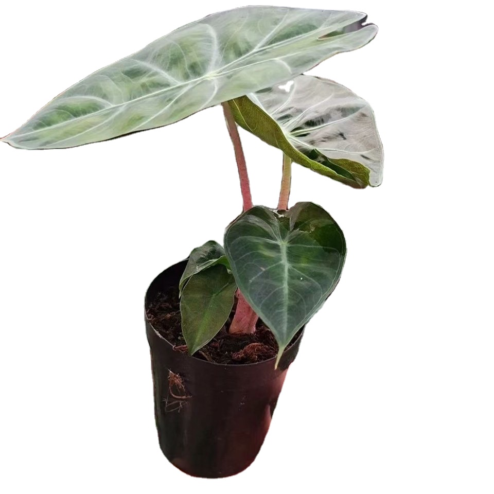 Оптовая продажа, комнатное Горшечное растение Fenlong Alocasia