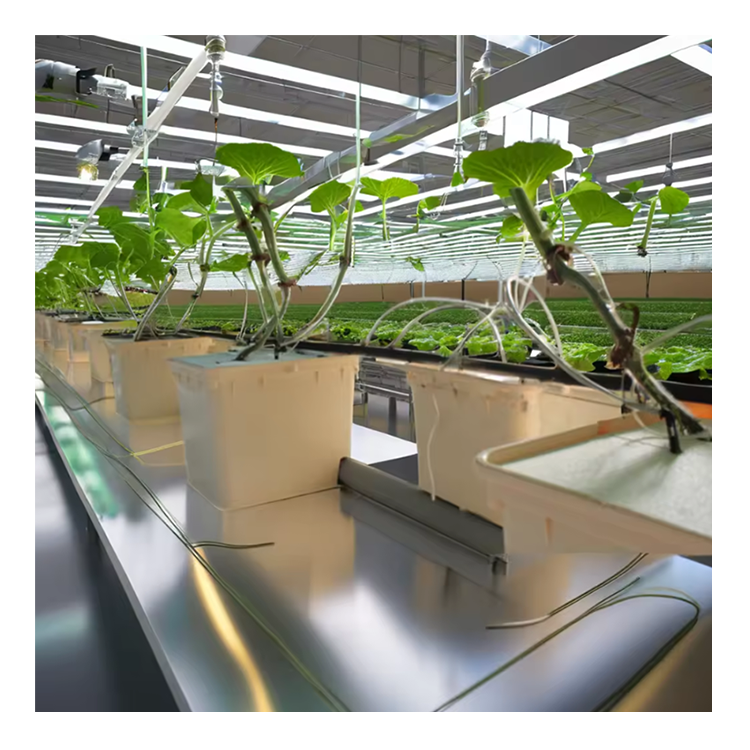 Indoor Hydroponic Dutch System 11L Bucket Irrigation Tomato Batoow Small Size 6 Set