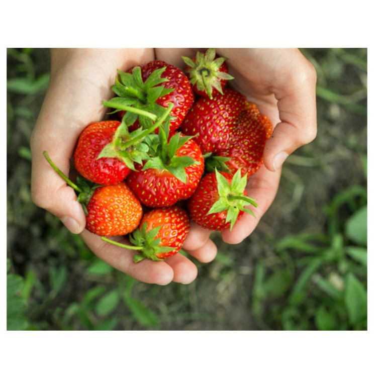 Verticle cocopeat culture strawberry greenhouse