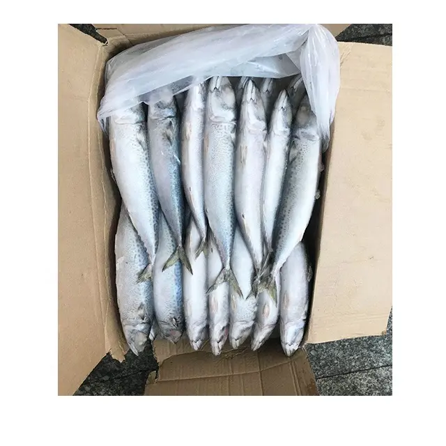 300-500g Land Frozen Pacific Mackerel Whole Round Seafood Fish