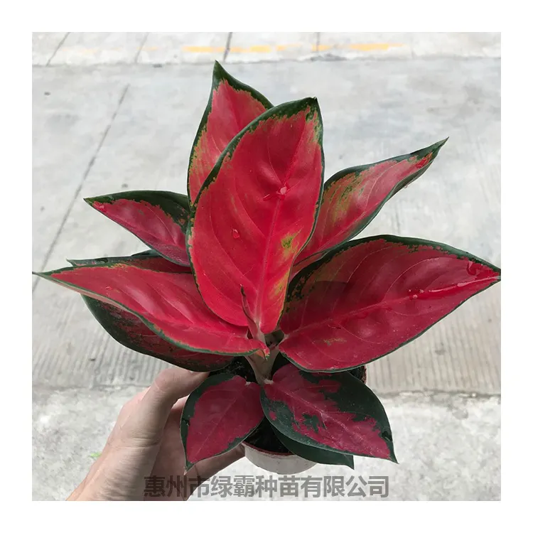 Заводская цена, натуральное растение, Тайланд, красный Aglaonema, бонсай