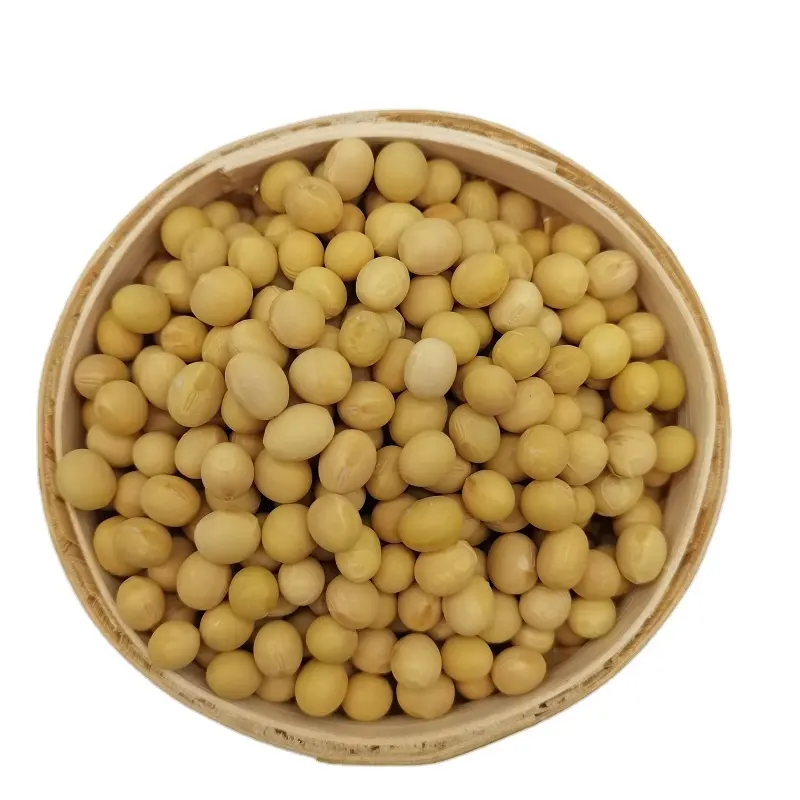 Quanjiagu Factory wholesale non gmo soy yellow soybean with high protein Factory wholesale non gmo soy yellow soybean with high
