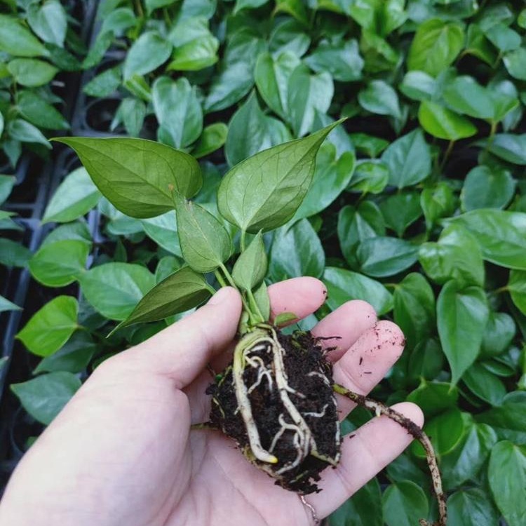 Саженцы для выращивания тканей Anthurium Madura