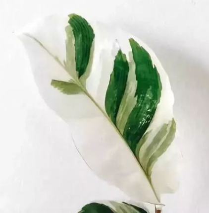 Calathea Fusion белое украшение для дома оптом