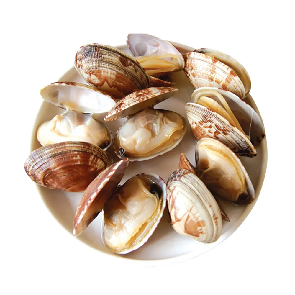 MSC certified frozen cooked baby clam meat ruditapes philippinarum variegated clam shoots