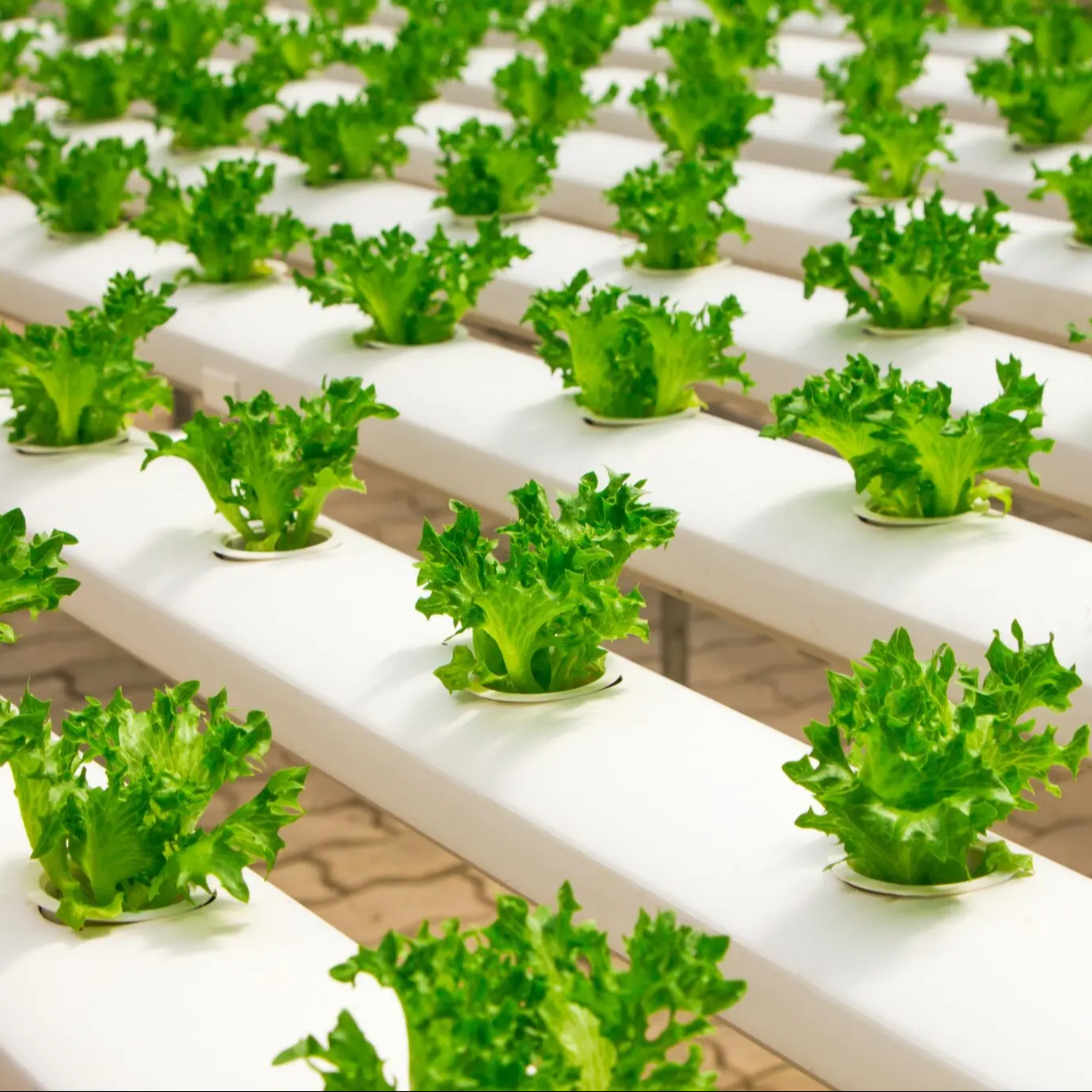 Multi span new agricultural greenhouse Soilless culture model of modern agriculture