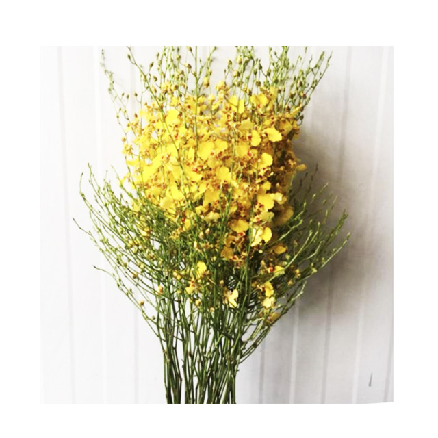 Оптовая продажа, тайский орхидея Oncidium Cut Flower-Премиум качество по лучшей цене, попробуйте нас!