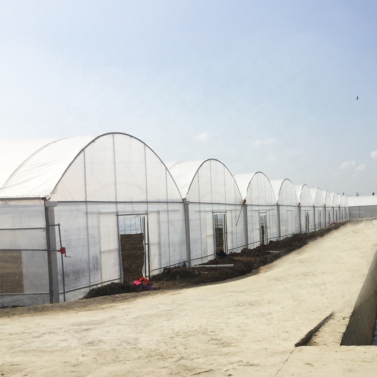 Strawberry farm hydroponic shelves greenhouse shelter