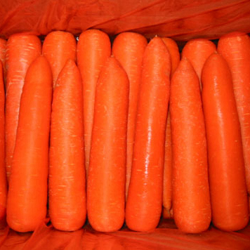 2023 new crop Chinese supplier fresh vegetable small big carrot fruit china fujian carrot wholesale organic carrots fresh price