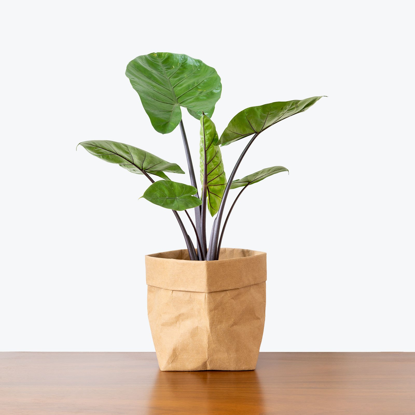 Wholesale Plant farm indoor Medium Natural tropic plants Alocasia Dark Star with eco paper pot